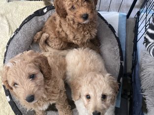 Spoodle Puppies
