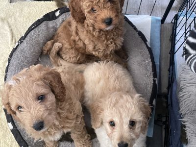 Spoodle Puppies