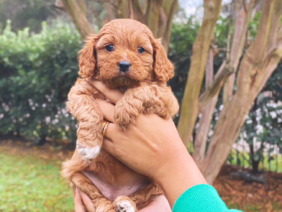 F1 Toy Cavoodle Puppy FOR SALE – AVAILABLE