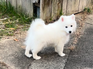 Japanese Spitz