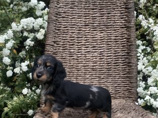 Long haired dachshunds