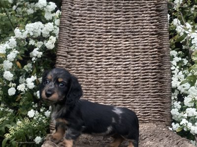Long haired dachshunds