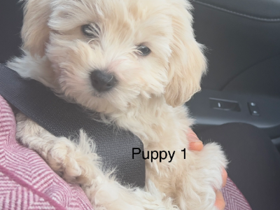 Puppies Ready for their Forever Homes