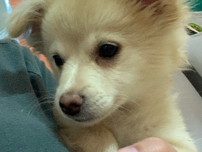 Pomchi (Pomeranian x Chihuahua)