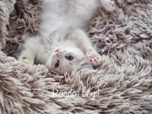 Ragdoll kittens