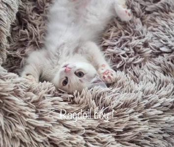 Ragdoll kittens