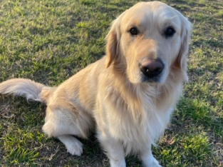Purebred Golden Retriever Puppies
