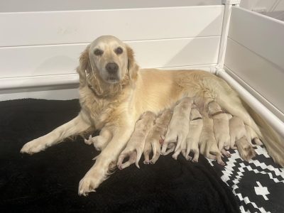Purebred Golden Retriever Puppies