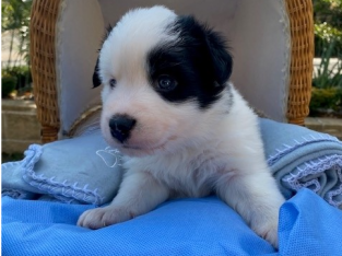 Pure Bred Border Collie Puppies