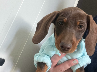 miniature dachshund puppy with everything you need.