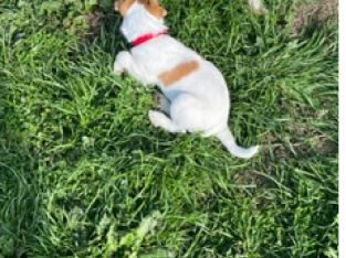 Jack Russell Pup