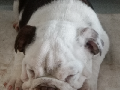 Frank the purebred British bulldog