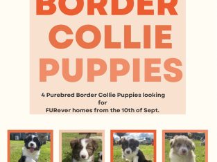 Purebred Border Collies