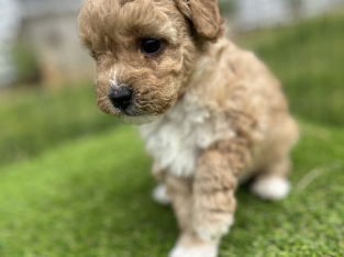 Cavoodle F1B Puppies For Sale. Available 12th of September