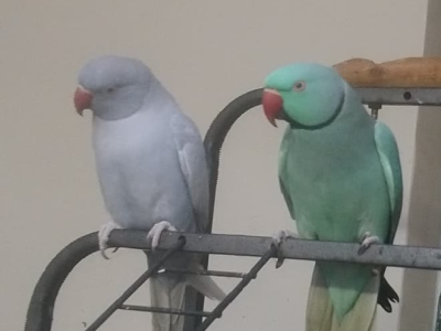 Indian Ringnecks for breeding