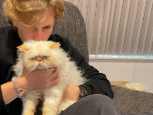 WILLOBY Persian male desexed