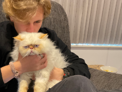 WILLOBY Persian male desexed