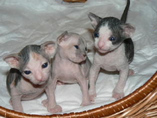 Female Sphynx Kitten Available