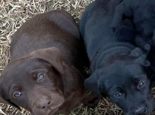 Labrador puppies ready to go NOW!