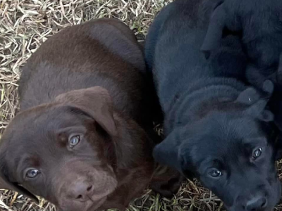 Labrador puppies ready to go NOW!