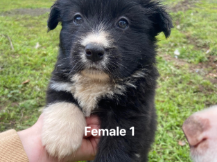 Border collie x German shepherd