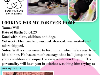 ADOPT Will the warrior kitten