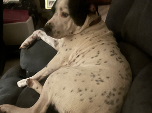 Waiting for their forever homes