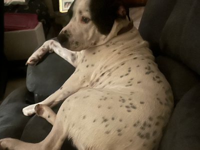 Waiting for their forever homes