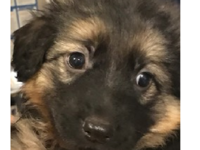 German Shepherd Puppy