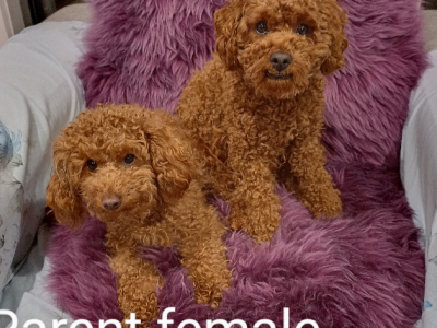 pure breed toy poodle red