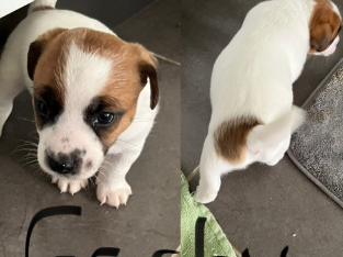 Purebred Jack Russell Broken coat boys