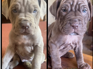 Neo mastiff Puppies- ready for forever home