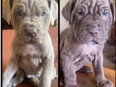 Neo mastiff Puppies- ready for forever home
