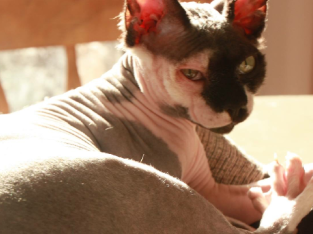 Sphynx and your Average beautiful cat