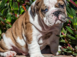 Pedigree British Bulldog puppies USA & NZ Champion bloodlines