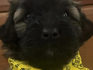 Maltipoo Puppies For Sale