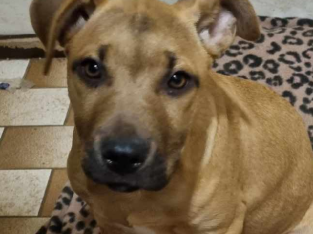 Shar Pei x Staffy puppies