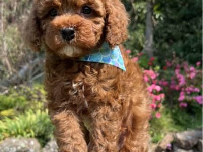 Toy Cavoodle Puppies (DNA 100% Clear)