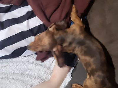 Miniature Dachschunds smooth haired