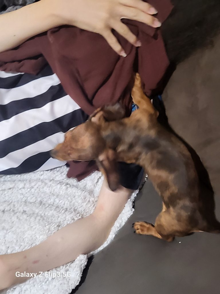 Mini Dachshund Helensvale PetsForHomes