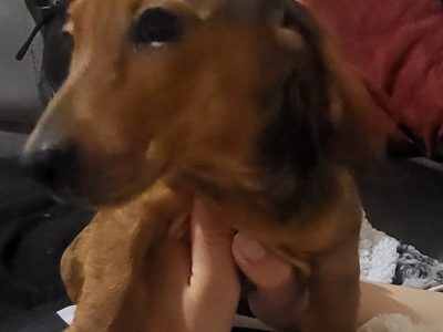 Miniature Dachschunds smooth haired