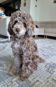 Poodle x puppy, rare chocolate merle, desexed
