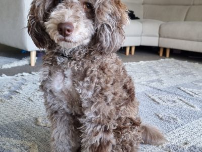 Poodle x puppy, rare chocolate merle, desexed