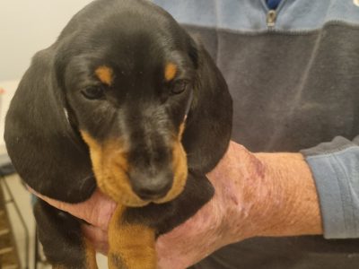Beautiful Mini Dachshund Pups