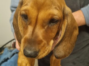 Beautiful Mini Dachshund Pups