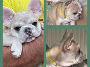 French Bulldog Puppies