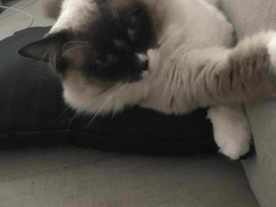 Ragdoll Available For Stud