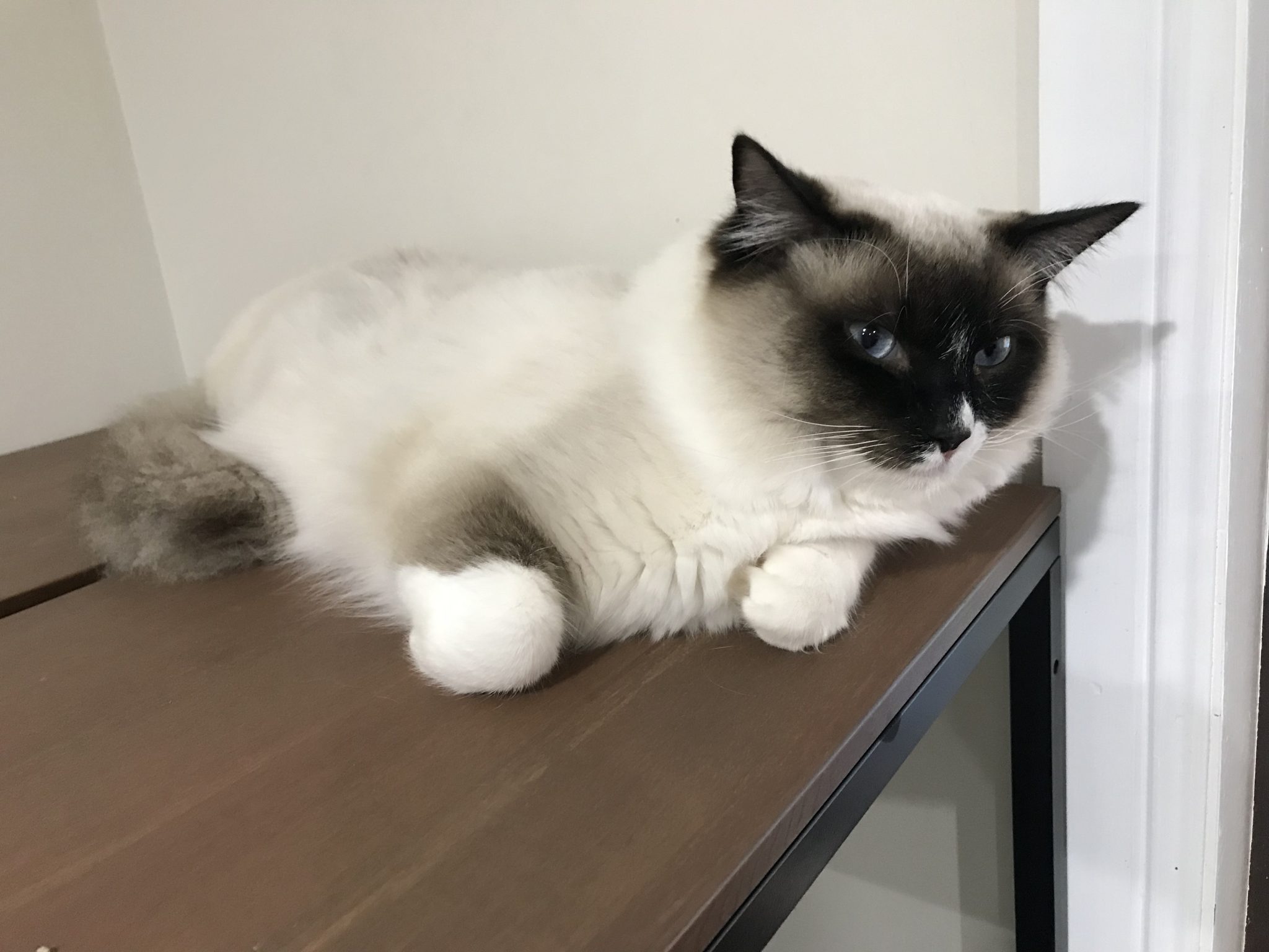 Ragdoll Available For Stud
