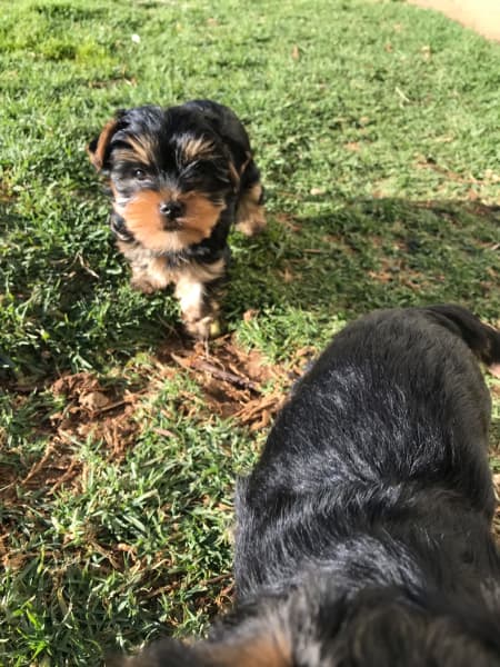 Tiny Yorkshire terrier puppies