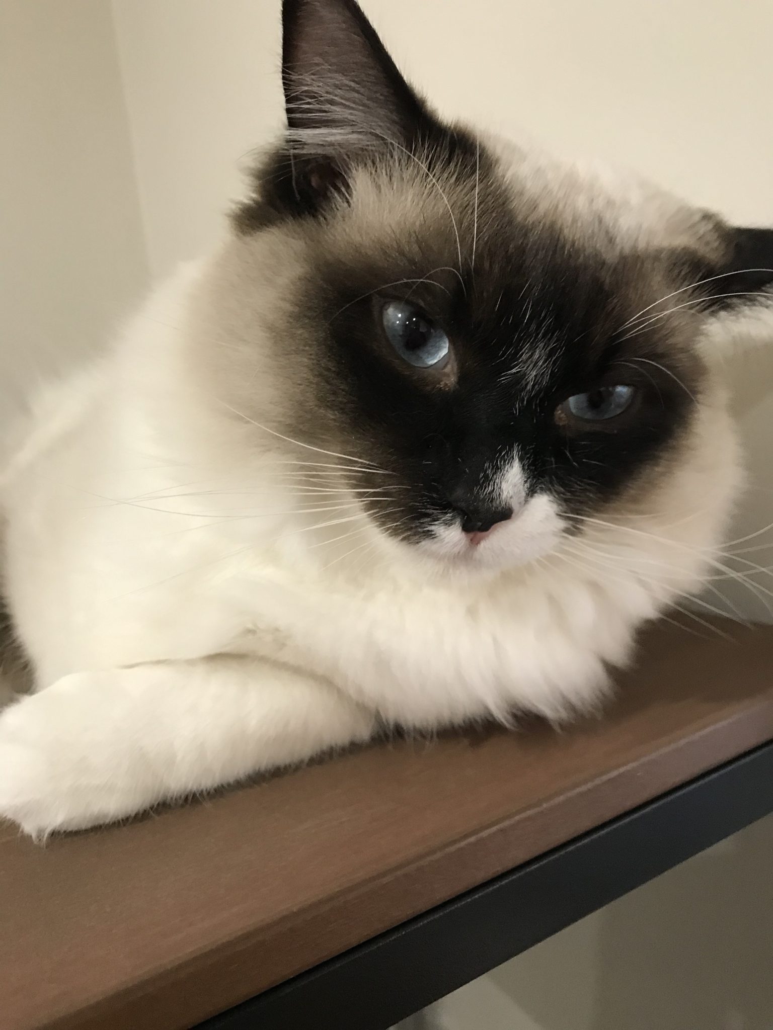 Ragdoll Available For Stud